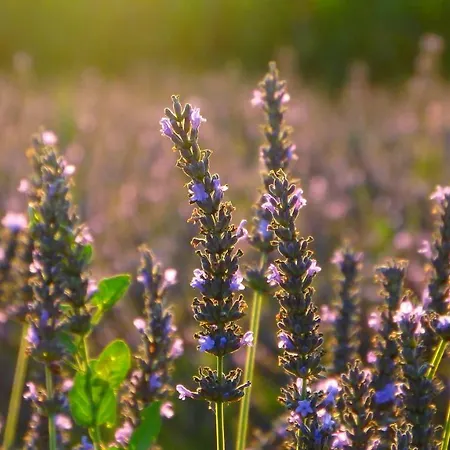 La Tenuta Va Oltre *